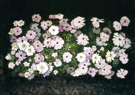 daisies - Image 1