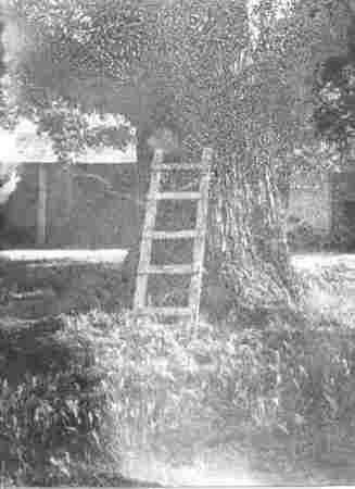 Ladder and Tree - Image 1