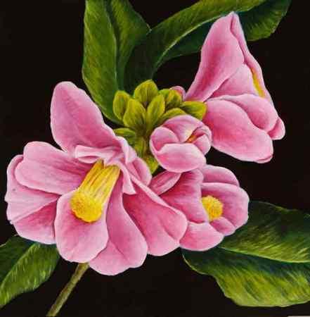 Pink Camellias - Image 1