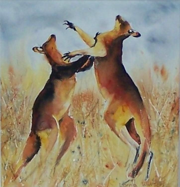 boxing kangaroos - Image 1