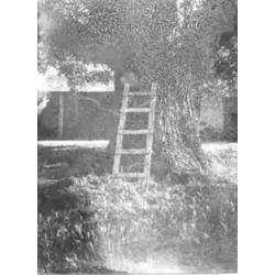 more on Ladder and Tree