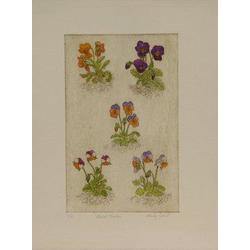 more on Mixed Violets