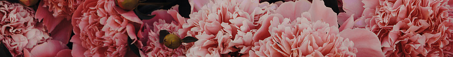 Carnations
