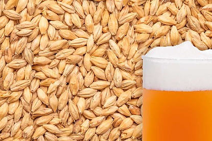 Unmalted Raw Wheat Grain per kg - Image 1