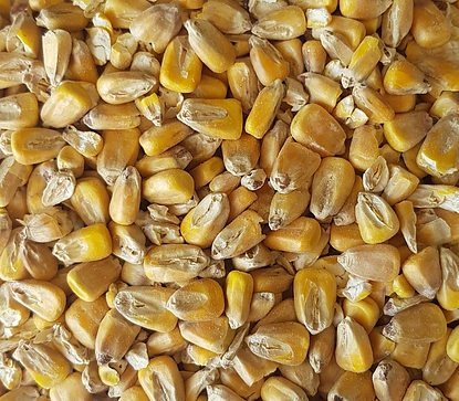 Maize Malt per kg - Image 1
