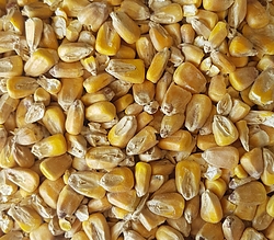more on Maize Malt 25kg