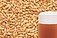 more on Caramel Pilsner Malted Grain - 25Kg