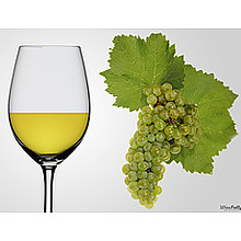 Chardonnay image - click to shop