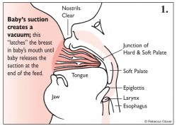 Prevent sore nipples - A good latch