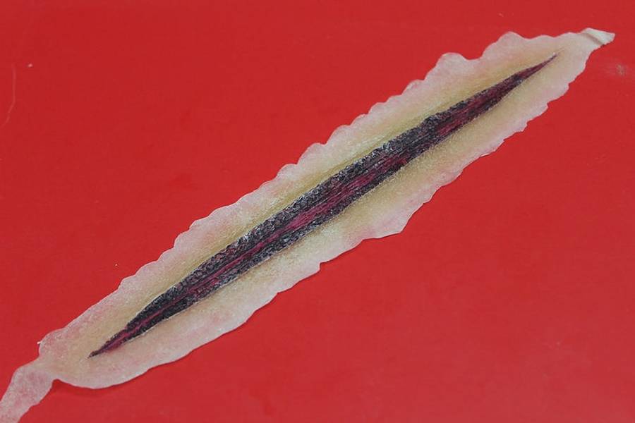 Water-Melon Sworded long slash wound (IPA Soluble) - WMA-SW - Image 1