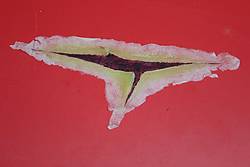 more on Water-Melon Shanked Laceration (IPA Soluble) - WMA-SH