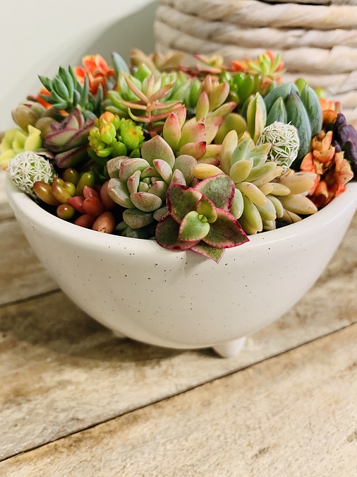 Sunshine Succulents -white -bowl -13cm - - Image 1