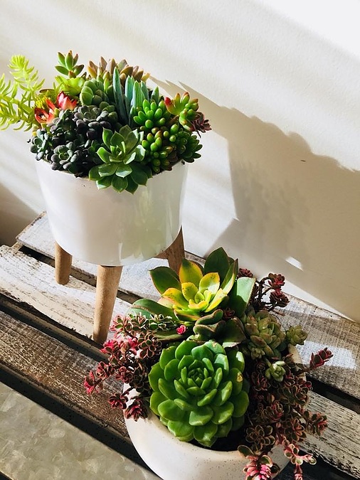Sunshine Succulents -white -bowl -with -wooden -base -13cm - - Image 1