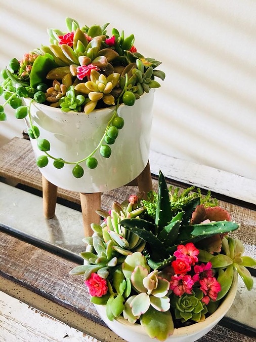 Sunshine Succulents -white -bowl -with -wooden -base -13cm - - Image 2