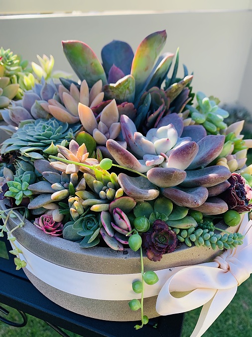 Sunshine Succulents- urban style cement bowl 25cm - - Image 1