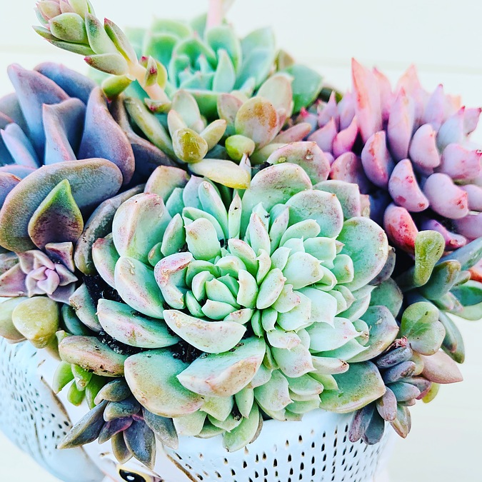 Sunshine Succulents- ALLEN Design -bowl -30cm - - Image 2