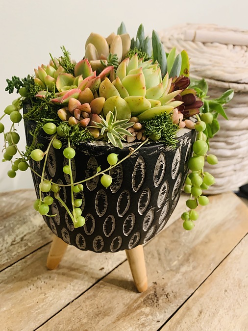 Sunshine Succulents-- Rustic bowl with wooden base - - Image 2