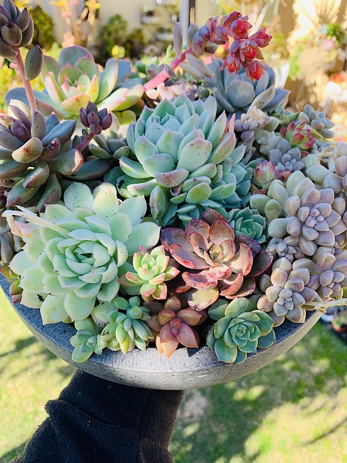 Sunshine Succulents charcoal -wok -style -succulent -bowl -30cm - - Image 1