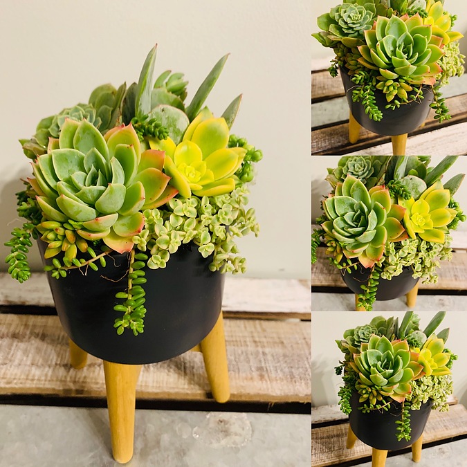 Sunshine Succulents-charcoal 13cm bowl with 12cm wooden base  - - Image 2