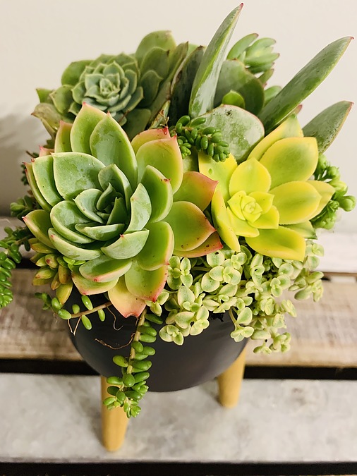 Sunshine Succulents-charcoal 13cm bowl with 12cm wooden base  - - Image 3