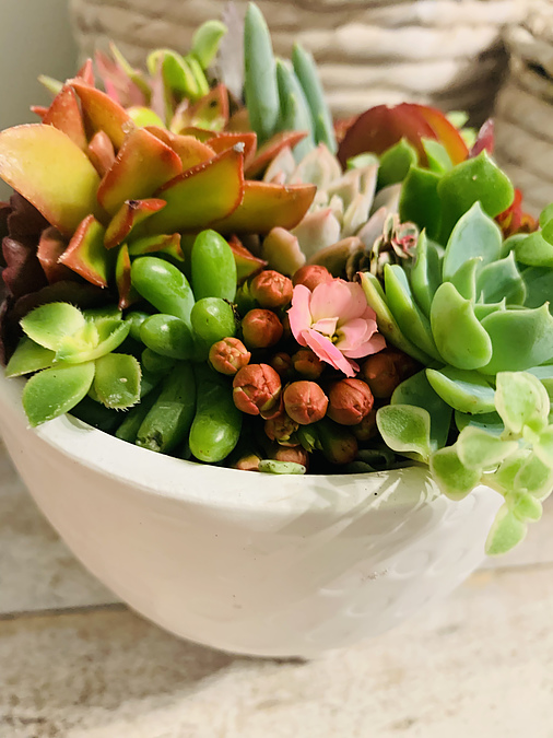 Sunshine Succulents-white mini bowl 13cm - - Image 1