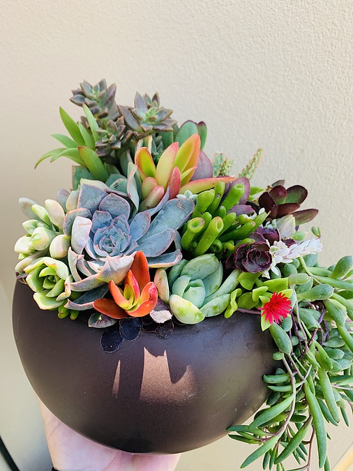 Sunshine Succulents- chocolate brown fish bowl full of succulents - - Image 2