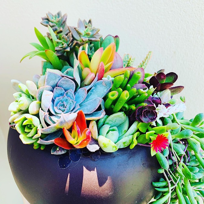 Sunshine Succulents- chocolate brown fish bowl full of succulents - - Image 3