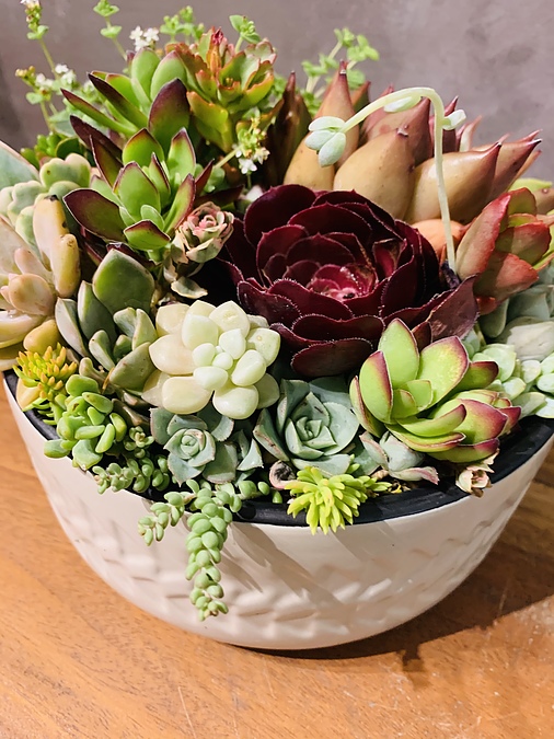 Sunshine Succulents- beige pattern succulent ceramic bowl - - Image 1