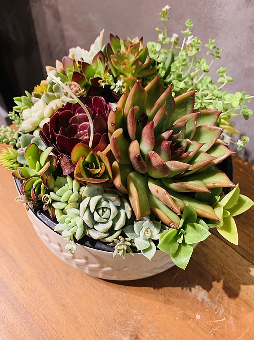 Sunshine Succulents- beige pattern succulent ceramic bowl - - Image 2