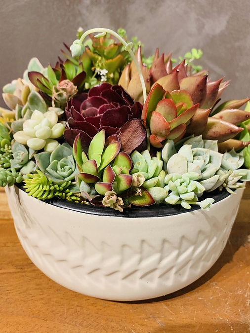 Sunshine Succulents- beige pattern succulent ceramic bowl - - Image 3