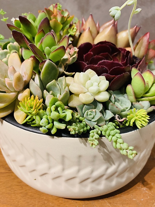 Sunshine Succulents- beige pattern succulent ceramic bowl - - Image 4