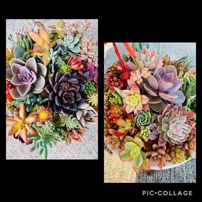 Sunshine Succulents -sunshine- succulent choice surprise 23cm - - Image 1