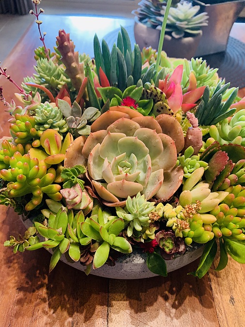 Sunshine Succulents - 23cm white wok succulent bowl