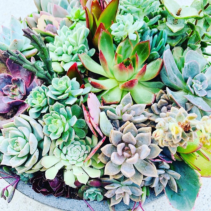 Sunshine Succulents -sunshine- succulent choice surprise 23cm - - Image 3