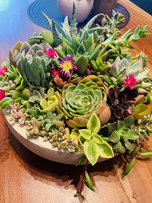 Sunshine Succulents -sunshine- succulent choice surprise 23cm - - Image 4