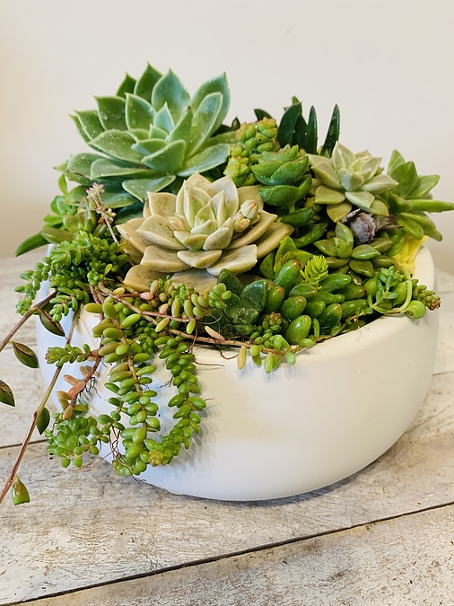 Sunshine Succulents-white ceramic bowl 21cm - Image 1