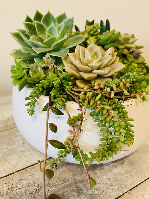 Sunshine Succulents-white ceramic bowl 21cm - Image 2