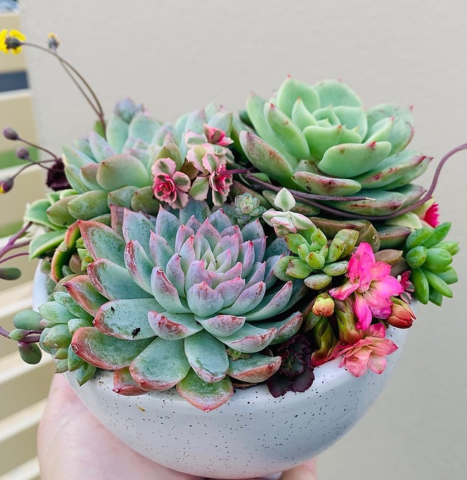 Sunshine Succulents-funky orange succulent bowl with legs