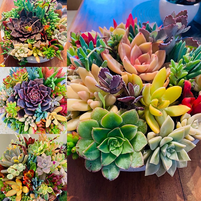 Sunshine Succulents mix all lovely bright colours - - Image 2