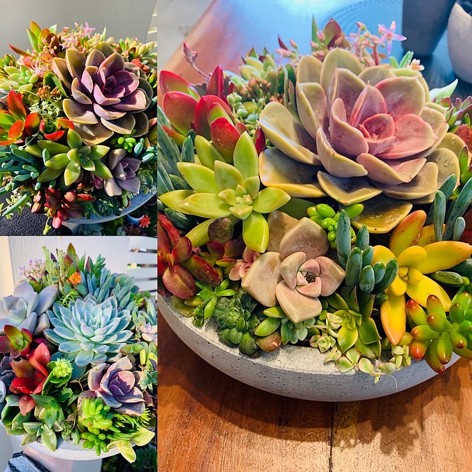 Sunshine Succulents mix all lovely bright colours - - Image 3