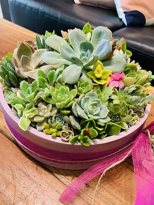 Sunshine Succulents-champagne pink  25cm cement bowl - - Image 2
