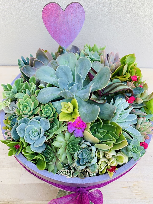 Sunshine Succulents-champagne pink  25cm cement bowl - - Image 3