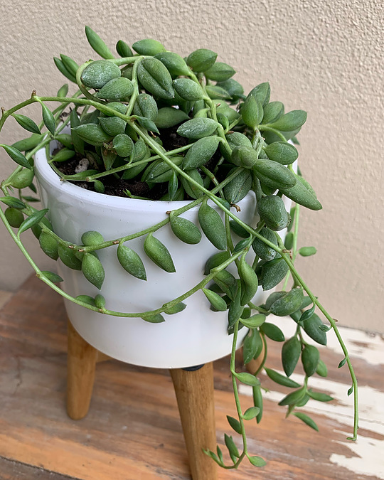 Sunshine Succulents white mini bowl with wooden base 13cm - - Image 1