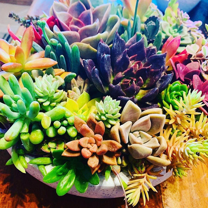 Sunshine Succulents-white wok style succulent bowl 23cm- - Image 1