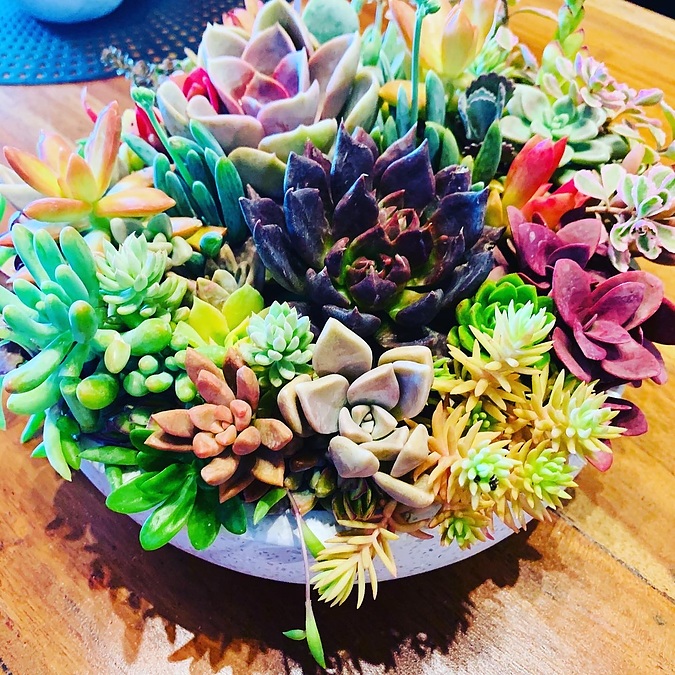 Sunshine Succulents-white wok style succulent bowl 23cm- - Image 2