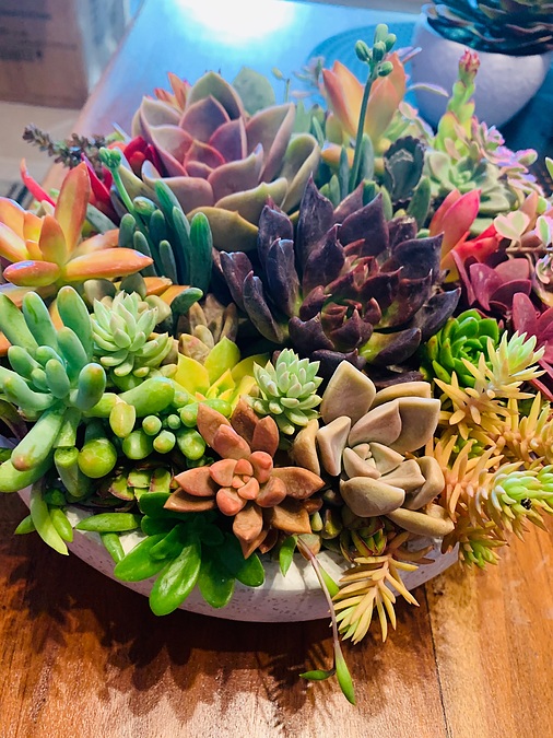 Sunshine Succulents-white wok style succulent bowl 23cm- - Image 3