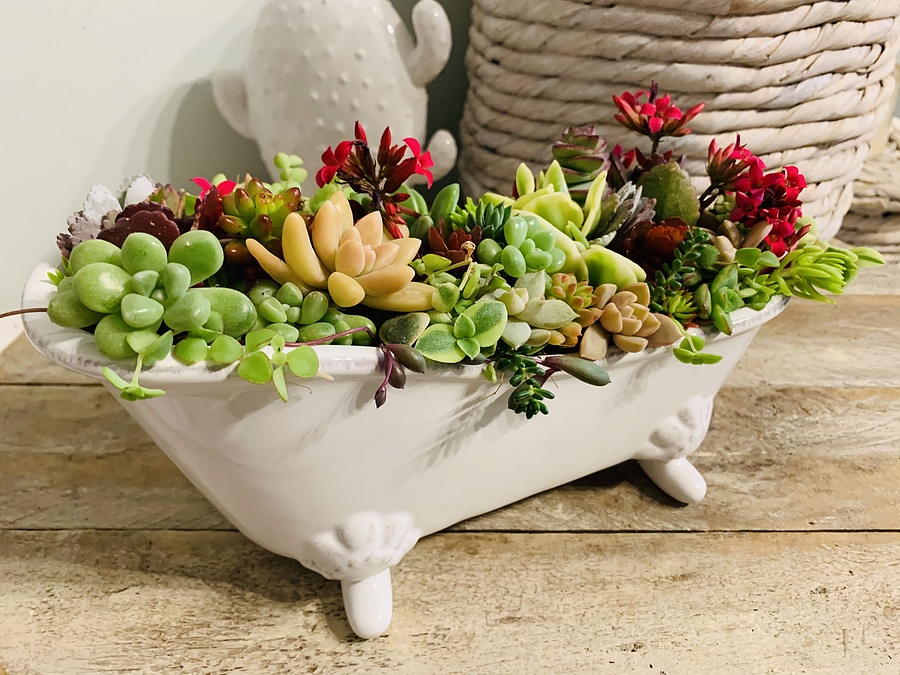 Sunshine Succulents-white Antique bath tub - - Image 1