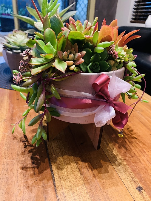 Sunshine Succulents-pink bowl with wooden base  13 cm - - Image 1