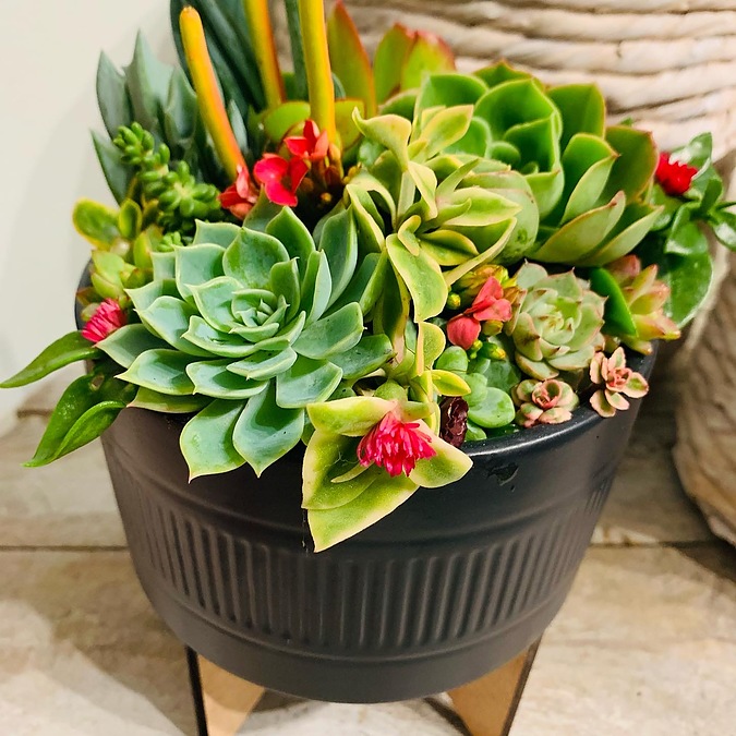 Sunshine Succulents - 13cm charcoal bowl with wooden base - - Image 1