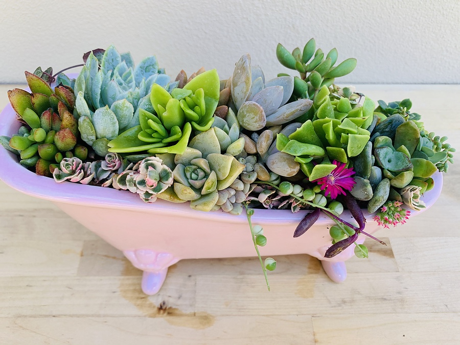 Sunshine Succulents - pink antique bath full of succulents - - Image 1